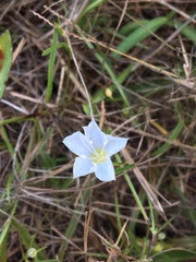 Stylisma pickeringii