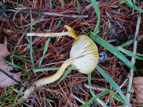 Hygrophorus lucorum — no rights reserved