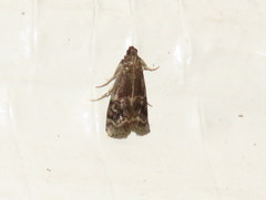 Moodna ostrinella