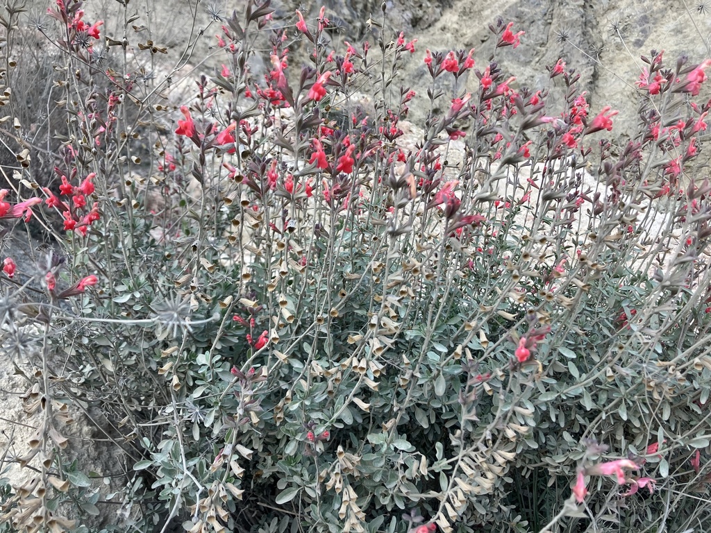 autumn sage