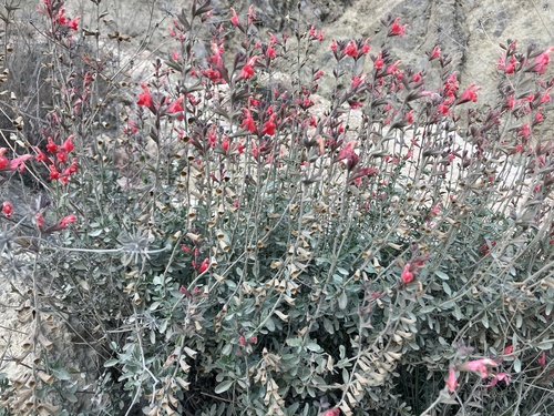 Salvia greggii