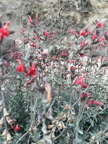 Salvia greggii