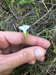 Stylisma pickeringii