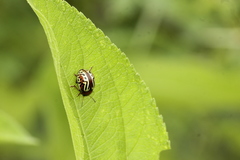 Leptinotarsa typographica