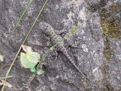 Sceloporus squamosus