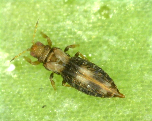 Hercinothrips dimidiatus