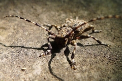 Aegomorphus clavipes