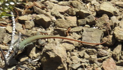 Pedioplanis lineoocellata