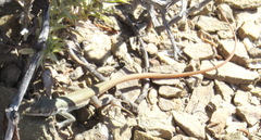 Pedioplanis lineoocellata