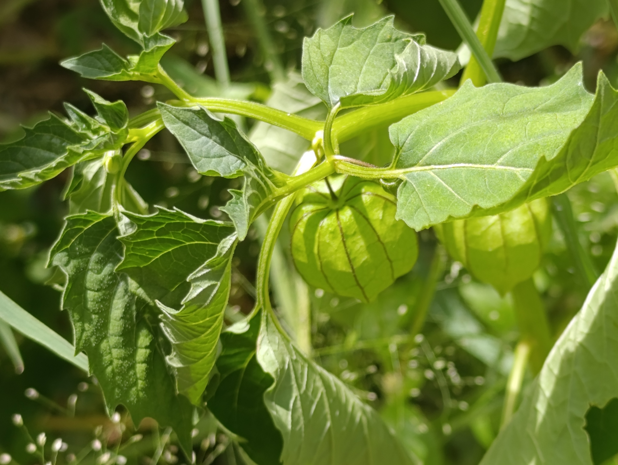 Physalis angulata