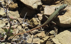 Pedioplanis lineoocellata