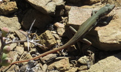 Pedioplanis lineoocellata