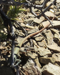 Pedioplanis lineoocellata