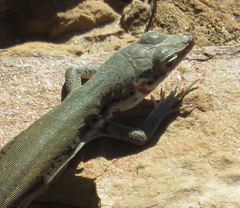 Pedioplanis lineoocellata