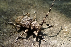 Aegomorphus clavipes