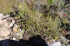 Cullumia reticulata
