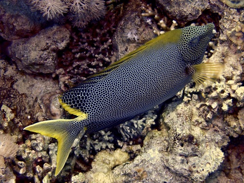 Brown-spotted rabbitfish (Siganus stellatus) — Siganidae