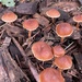 Tubaria furfuracea (Tubaria furfuracea)