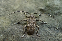 Aegomorphus clavipes