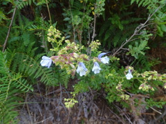 Sage (Salvia chamelaeagnea)
