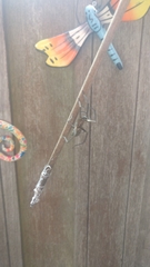 Araneae