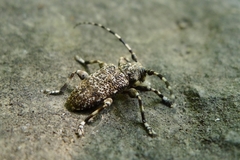 Aegomorphus clavipes