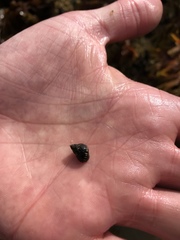 Littorinimorpha
