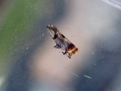 Conomelus anceps
