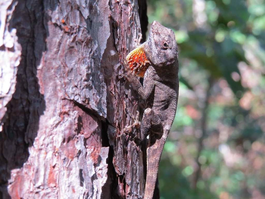 Ornate Anole