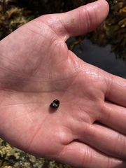 Littorinimorpha
