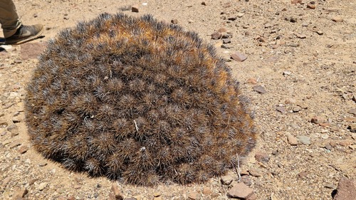 Copiapoa rupestris