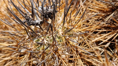 Copiapoa rupestris