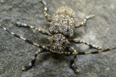 Aegomorphus clavipes