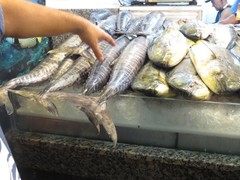 Acanthocybium solandri