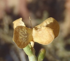 Tetraena microcarpa