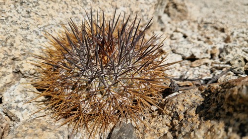 Copiapoa longistaminea