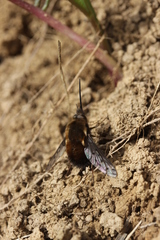 Bombylius discolor