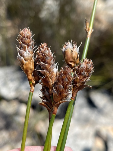 Restio aridus (Restio aridus)