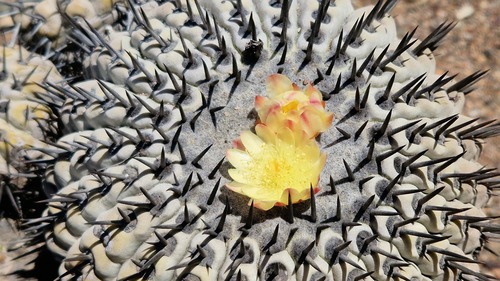 Copiapoa cinerea