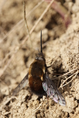 Bombylius discolor