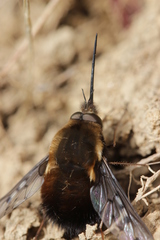 Bombylius discolor
