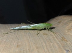 Phlugis ocraceovittata