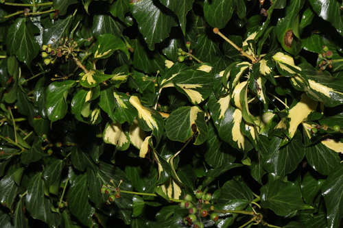 Image of Hedera colchica by no rights reserved