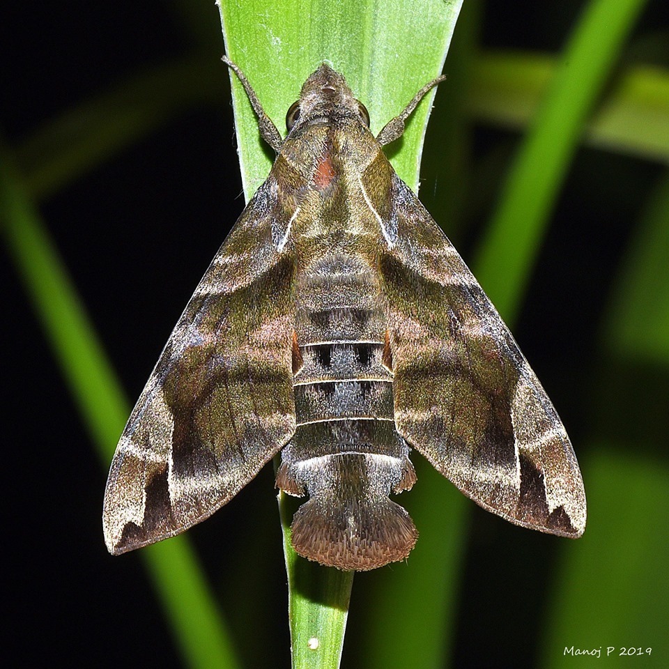 Cinereous Hummingbird Hawkmoth