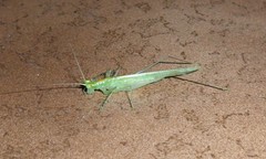 Phlugis ocraceovittata