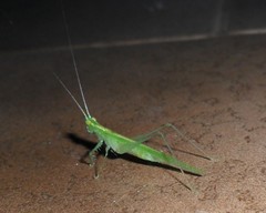 Phlugis ocraceovittata