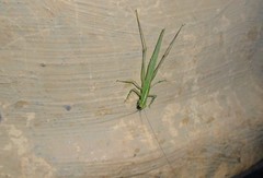 Phlugis ocraceovittata