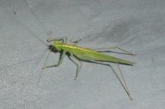 Phlugis ocraceovittata