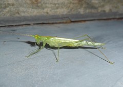 Phlugis ocraceovittata