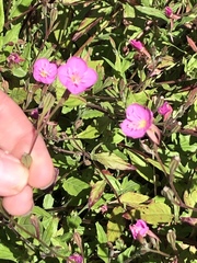 Oenothera rosea